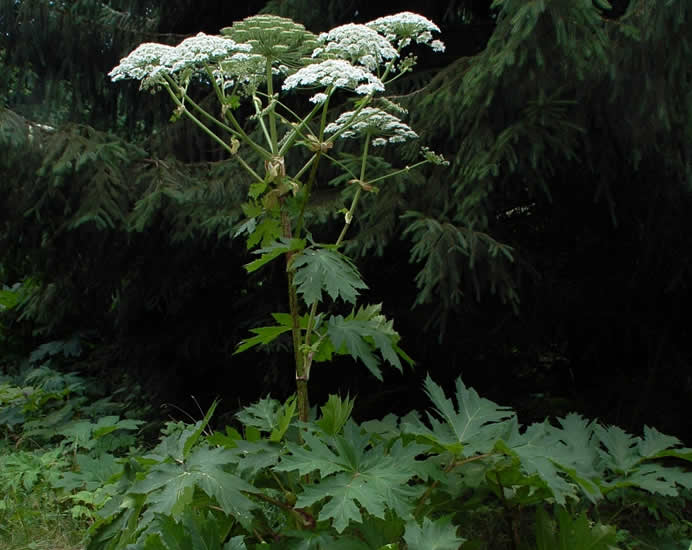 Giant Hogweed Treatment in Bolton