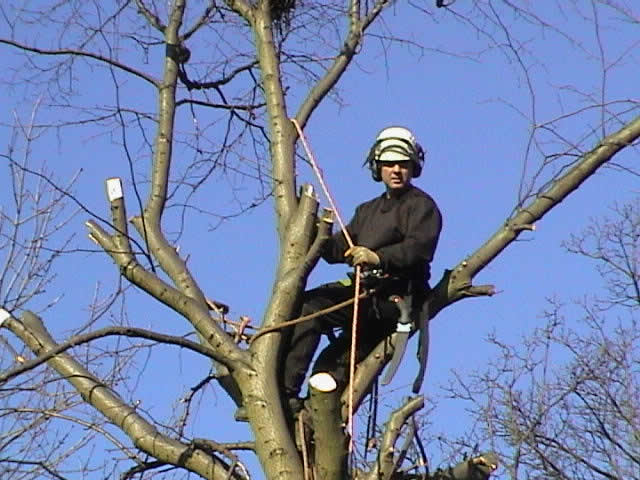 highly qualified tree surgeons in Bolton