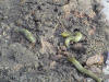 Habitat for slugs and ants under paving....