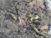 Habitat for slugs and ants under paving....