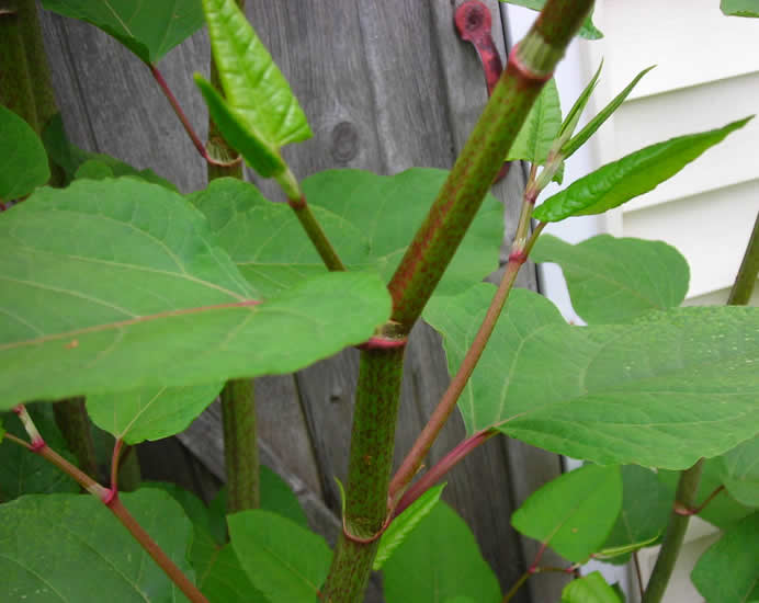 Japanese Knotweed Treatment Bolton