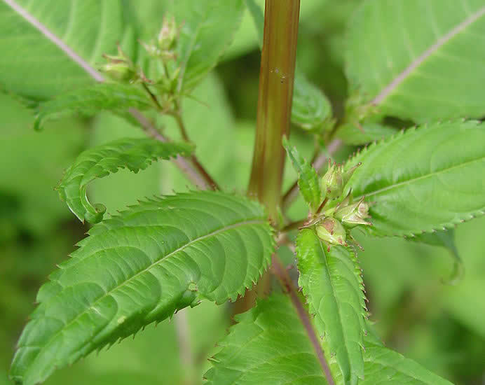 Himalayan Balsam Treatment Bolton